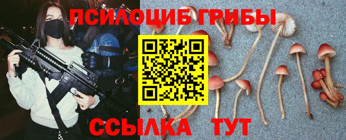 Псилоцибиновые грибы Psilocybe Каменка