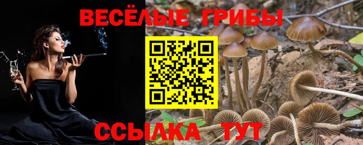 Каменка  где найти наркотики  Вход с VPN  Псилоцибиновые грибы GOLDEN TEACHER  Галлюциногенные грибы прущие грибы 